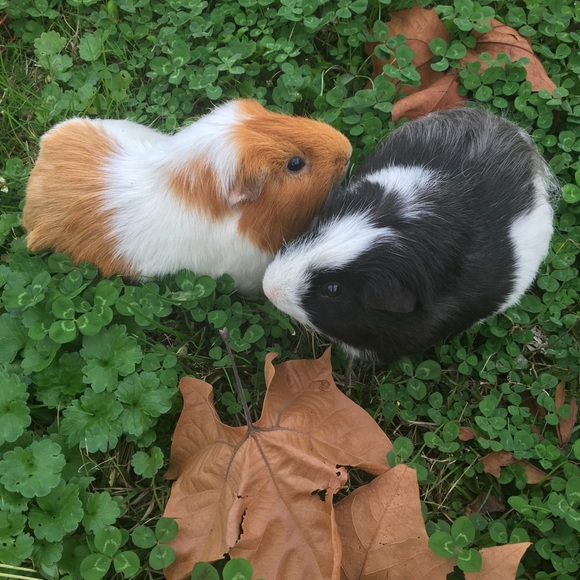 Meet the posher - Picture 7 of 8